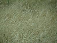 c3063 grass